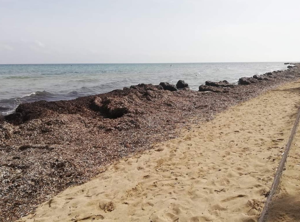 Litorale Di Fasano Pulire La Spiaggia Dalle Alghe Ci Sono Ancora