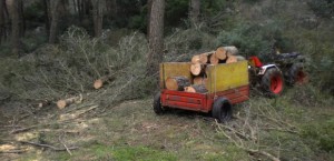 alberi-tagliati-620x300