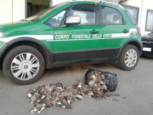 Tortore sequestrate a Brindisi