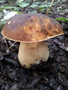 boletus aereus