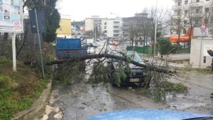 via mottola albero