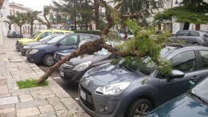 albero auto martina franca