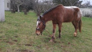 cavallo corda al collo e alla zampa