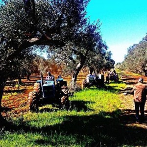 puglia giornata delle buone pratiche xylella