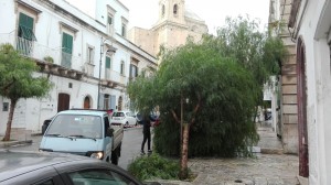 martina franca albero abbattuto