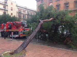 taranto albero auto 1