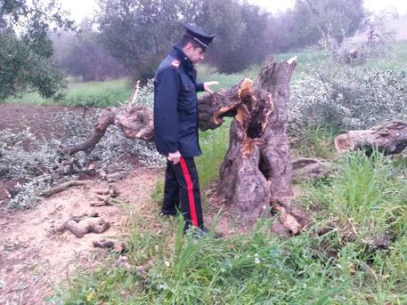 carabinieri andria ulivi