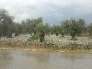 puglia grandine campi danneggiati