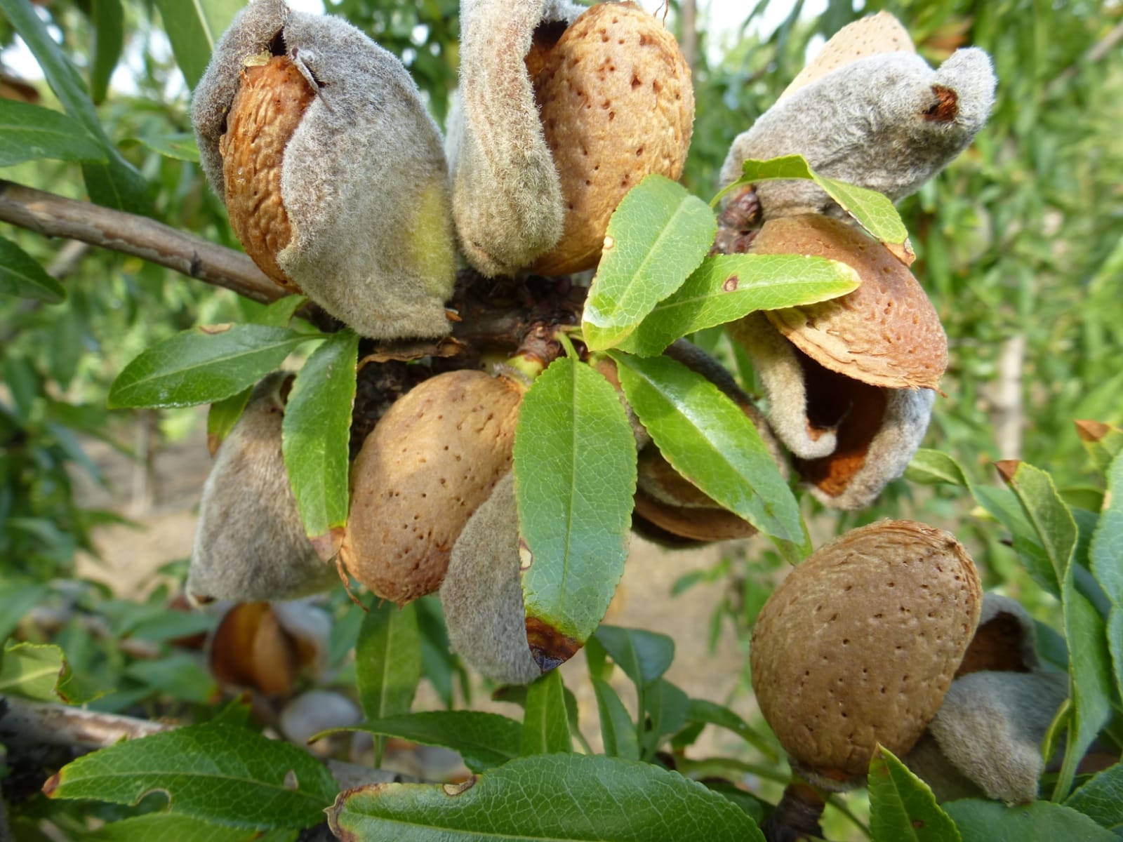 Siccità: crollo della produzione di mandorle in Puglia Coldiretti