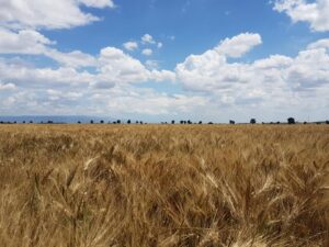 campo di grano