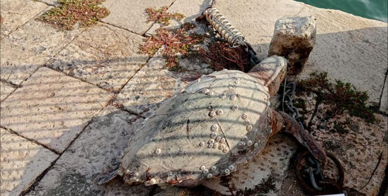 20221029 caretta caretta tartaruga barletta macigno