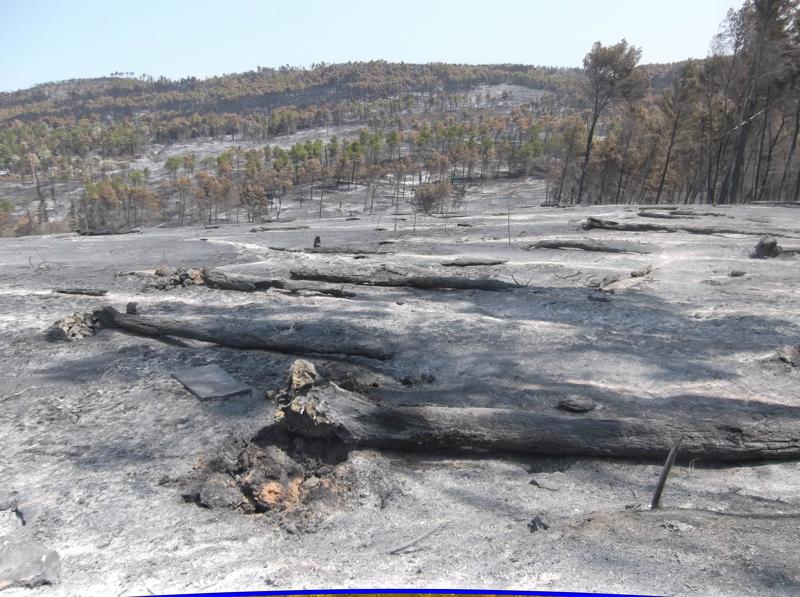 INCENDIO BOSCO DIFESA GRANDE GRAVINA IN PUGLIA