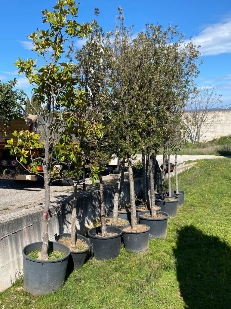 alberi da piantumare in diverse zone della citta