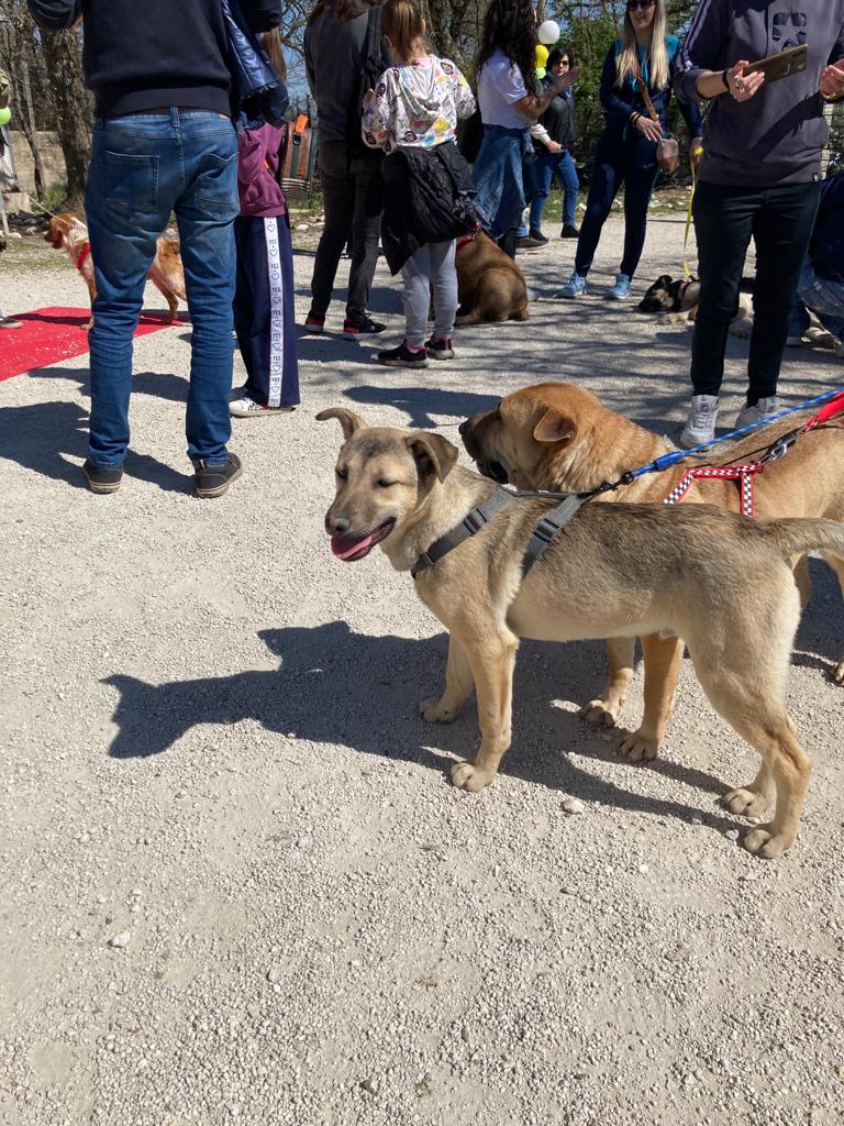 dog walking domenica 26 marzo 2023 2