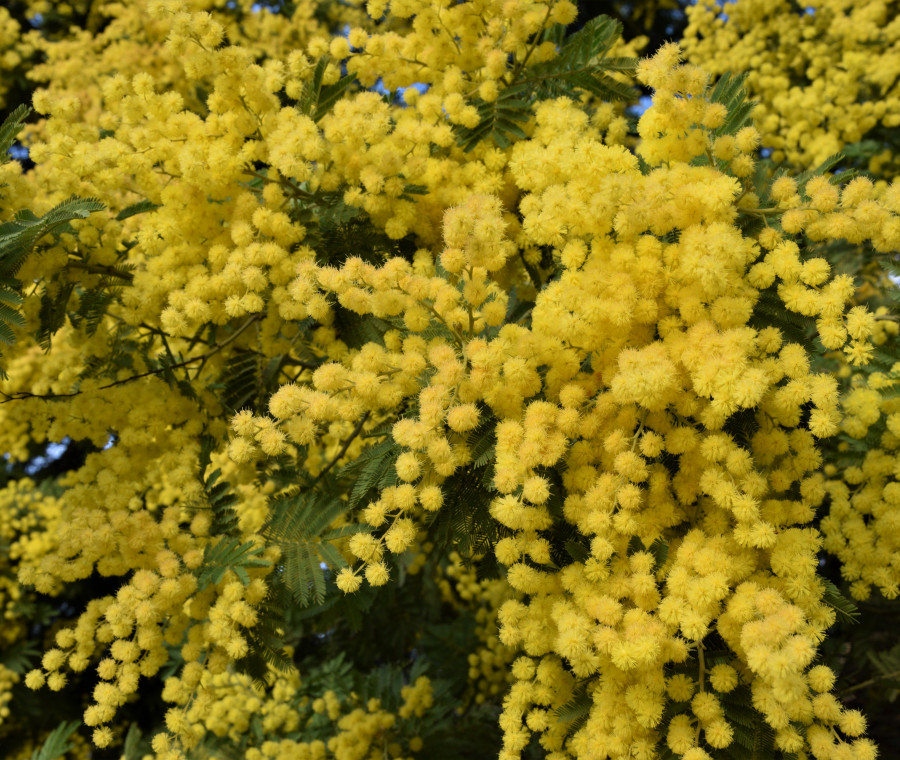 mimosa pianeta mamma