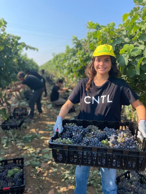 Al via la vendemmia in Puglia con raccolta grappoli di Negroamaro