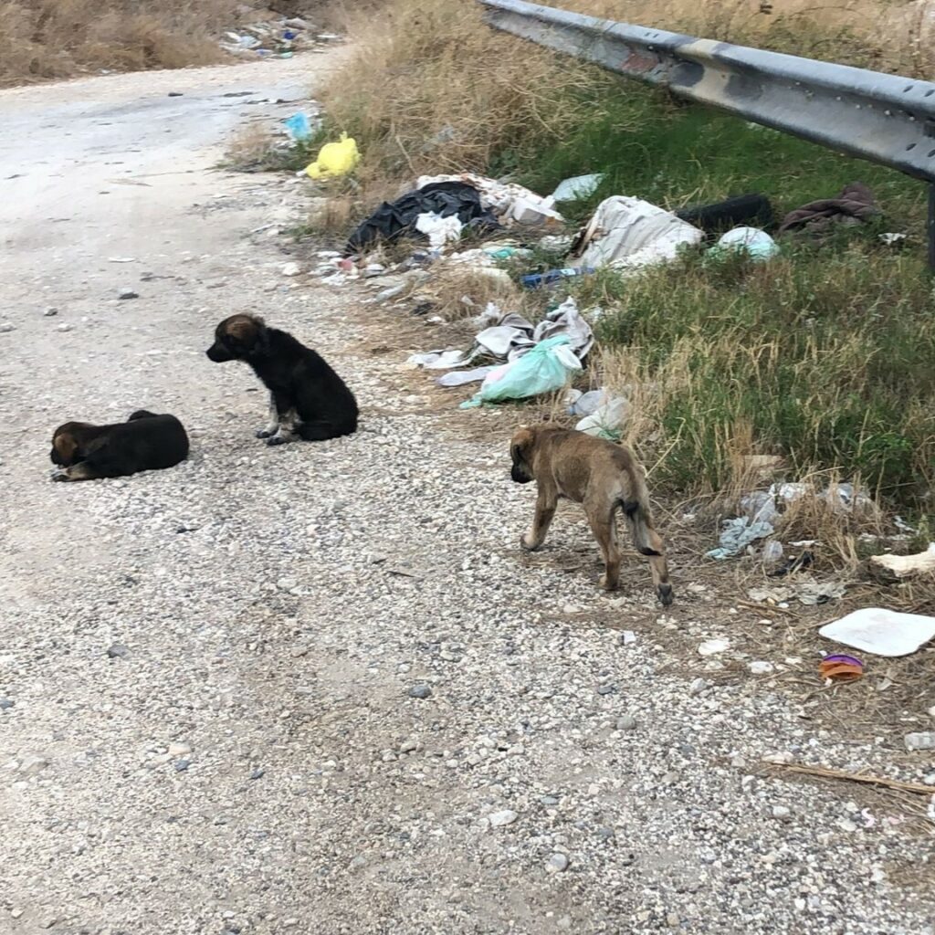 cuccioli abbandonati 1