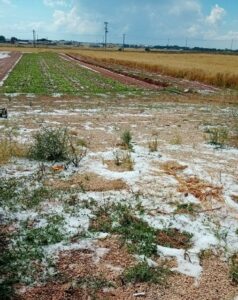 Violenta grandinata a Lecce Tutto distrutto in pieno campo a Nardò e Copertino