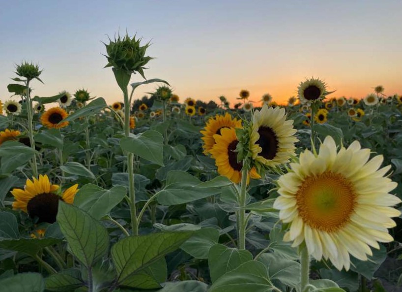 Comunicato stampa Girasoli e Lavanda di Puglia 2024 2 compressed page 0008