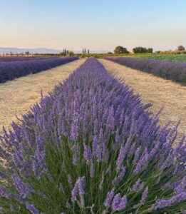 lavanda