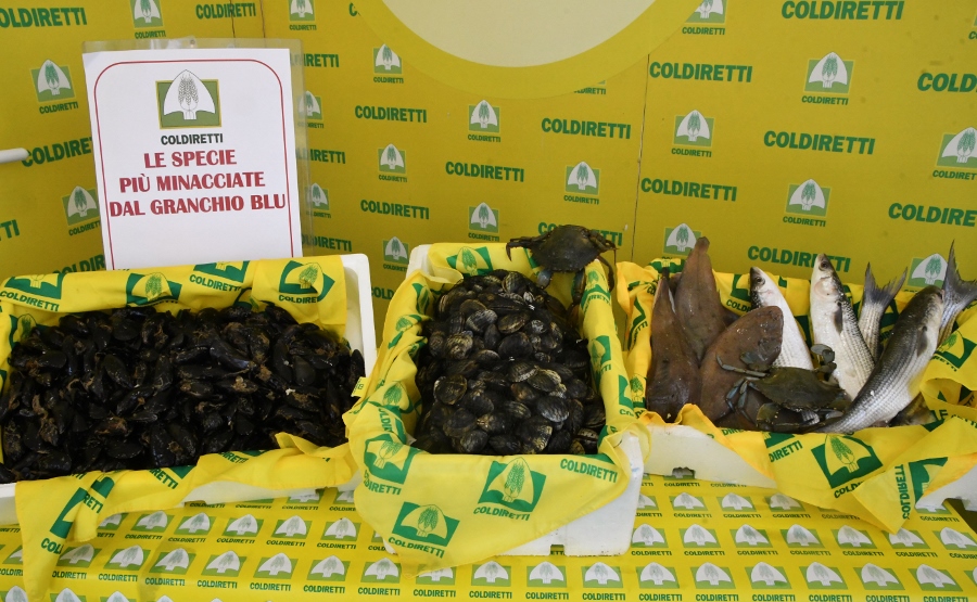 Granchio blu: “in Puglia le coste sono a rischio” per il comparto pesca Coldiretti