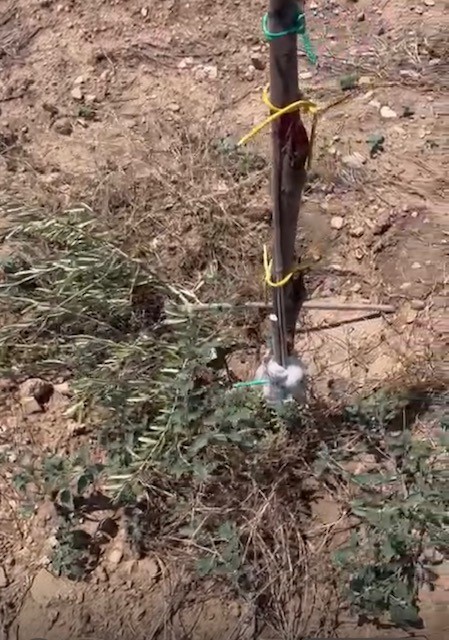 Tagliati di netto 120 giovani ulivi resistenti a Xyella a Lecce Ennesimo vile danneggiamento