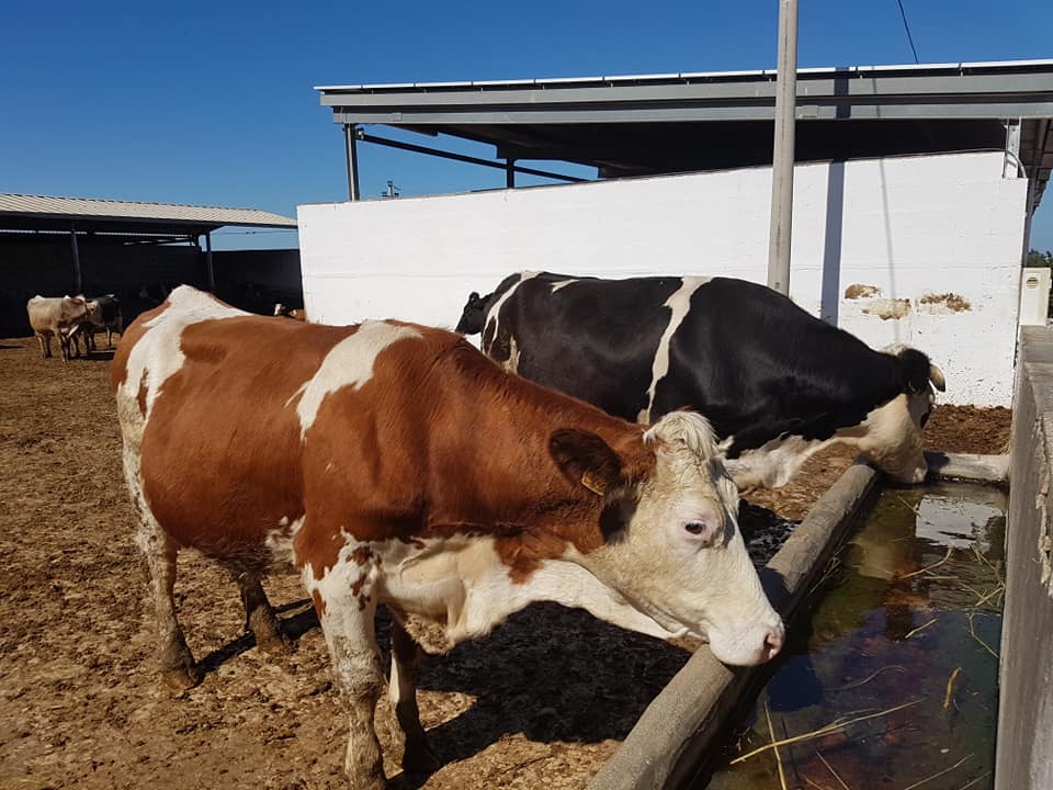 Carenza d acqua 