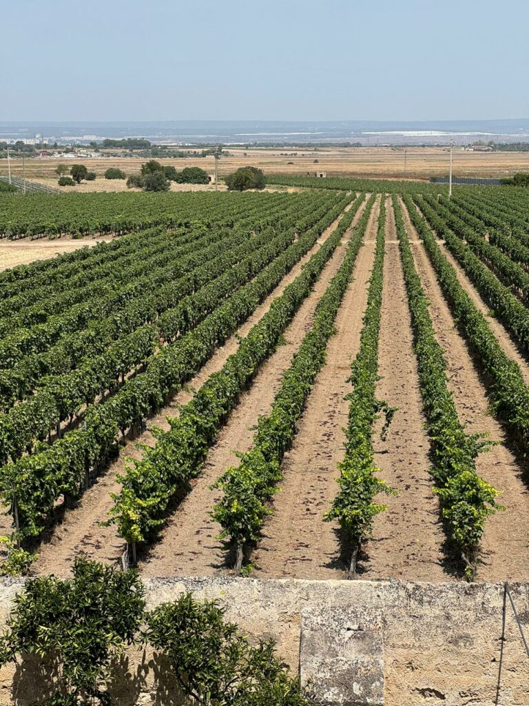 Puglia: vendemmia iniziata in netto anticipo, “attualmente il prodotto è di alta qualità”