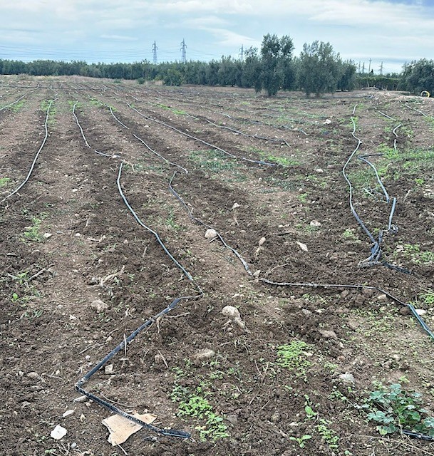 Cinghiali, “scorribande nella Bat in cerca di acqua e cibo” Coldiretti Puglia: accelerare il piano di contenimento