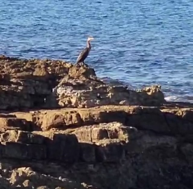 Clima Allevamenti pesce presi d'assaldo da Cormorani