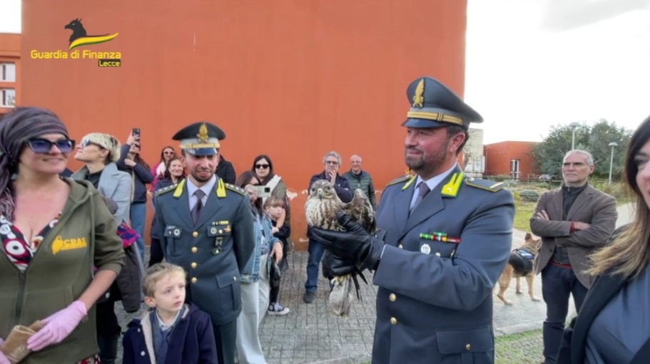 Salento: falco ferito salvato dai militari della Guardia di finanza Ieri liberato