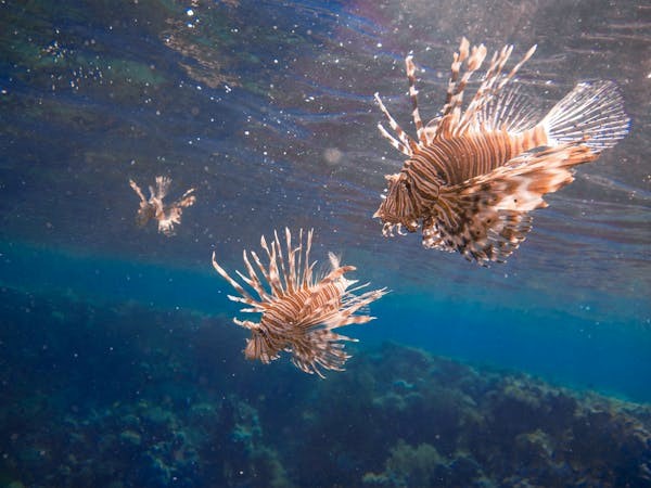 Pesce scorpione nel mare di Gallipoli: con granchio blu, moscerino killer e xylella avanza “la tropicalizzazione” Coldiretti Puglia: è sos specie aliene