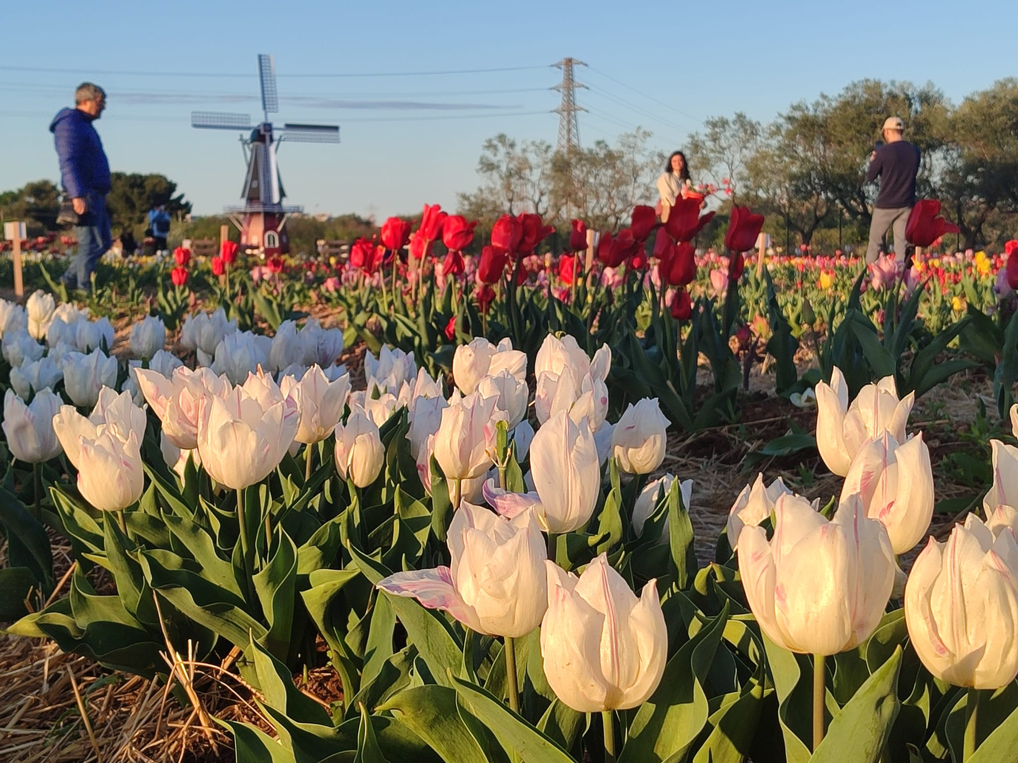 Tulipark a Bari e da quest’anno a Ginosa Marina Inaugurazione prevista a marzo