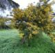 Copernicus Mimose in fiore in Puglia