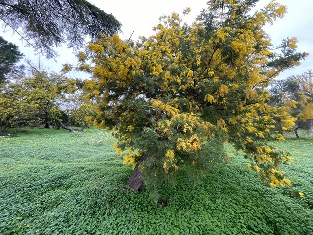 Clima: in Puglia già fiorite le mimose, in procinto i mandorli Coldiretti: natura in tilt per la finta primavera