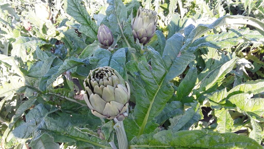 Crollo prezzi del carciofo brindisino in campagna