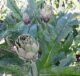 Crollo prezzi del carciofo brindisino in campagna