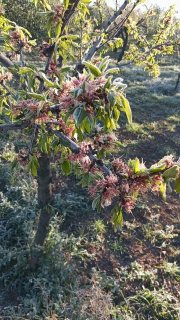 Puglia: con il calo delle temperature “ghiacciano vigne, ciliegi, mandorli, asparagi e agrumeti” Coldiretti